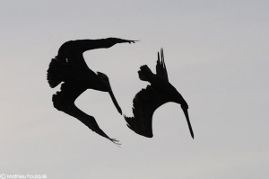 pelicans (Los Roques, Venezuela) by Mathieu Foulquié 